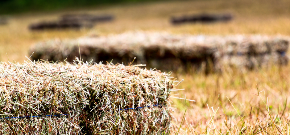Hay Sale