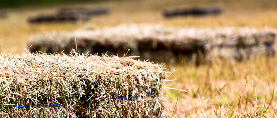 Hay Sale